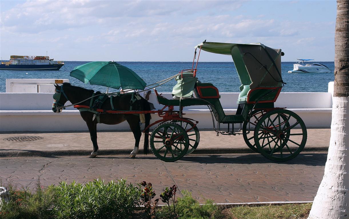 small carriage horse
