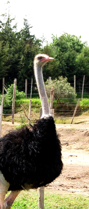 old ostrich